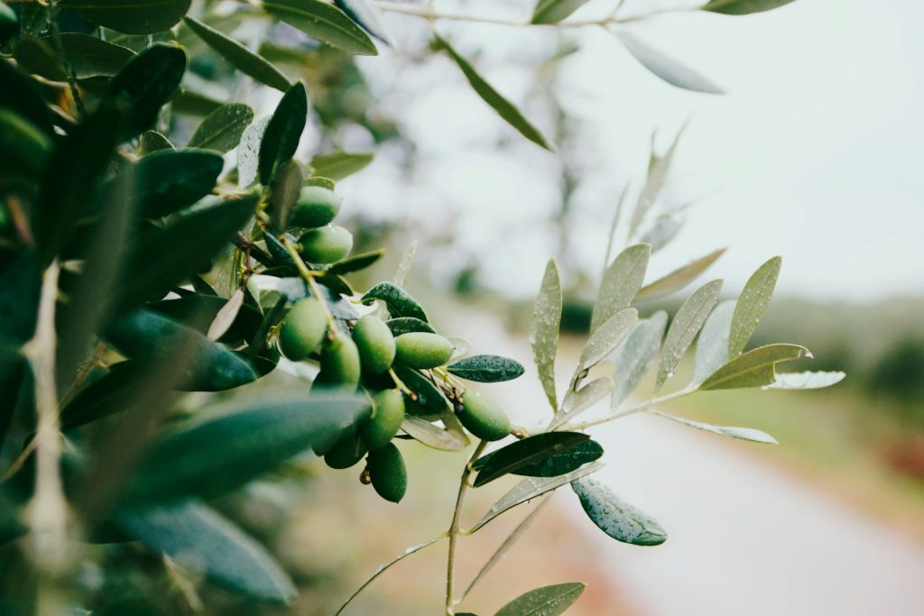 zeytin yaprağı